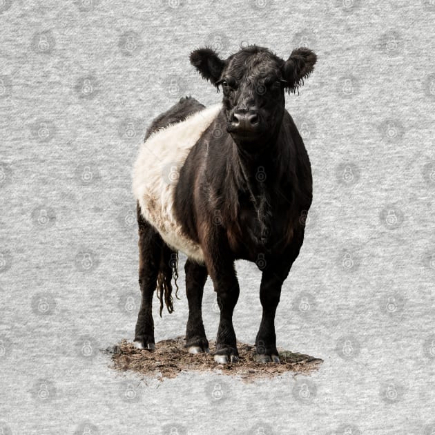 Belted Galloway Cow by Jane Stanley Photography